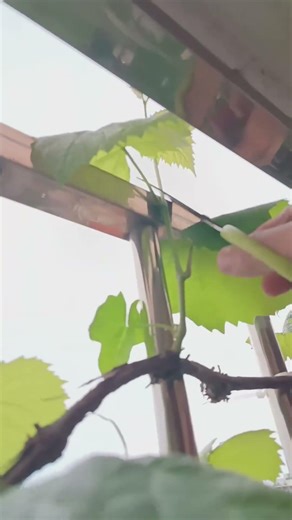 楼下邻居种的葡萄长到我家阳台上五年了，为了不影响楼上邻居的光线，每年夏天都要及时修剪，不然长上去了不好说……#阳台种植#葡萄#日常分享#种植小技巧 #新农人计划