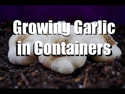 Growing Garlic in Containers - 5 Easy Steps // Growing Your Fall Garden #8