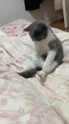 🥰😂#foryou #cute #fyp #play #Kitten