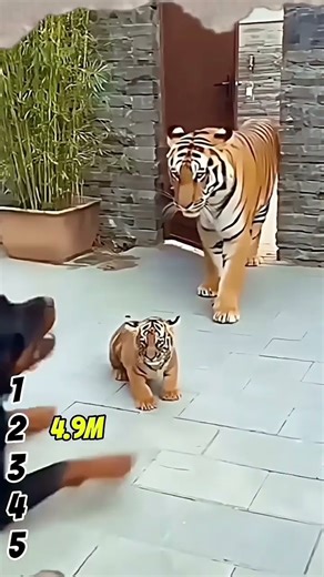 Dog vs puppy tiger 🐅 #tiger #dog #viralvideo #funny #shorts #top #trending #viralshortvideo