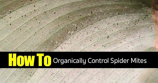 How To Get Rid Of Spider Mites Infestation (3 Organic Remedies)