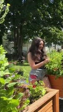 Edible flower garden plant: Lemon Verbena #growingfood #homegrown #containergardening