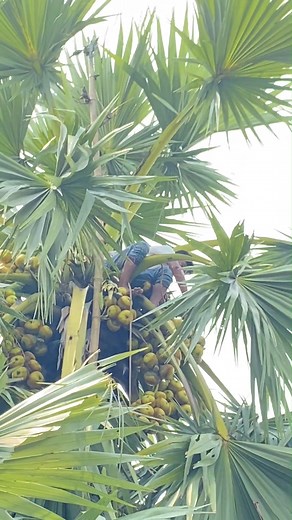 Unbelievable Ice Apple Harvesting Process – From Tree to Market! | FoodStuff