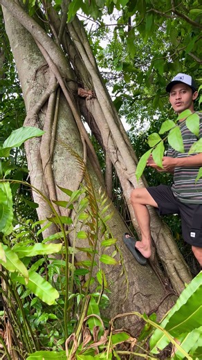 Bahan Okulasi Dolar Micro Super Jumbo untuk Bonsai