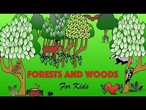Forests and Woods for Kids | Facts and Quiz