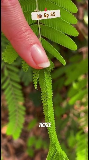 DID I TICKLE THIS PLANT?! 🌿🤭 (Nature is Magic)