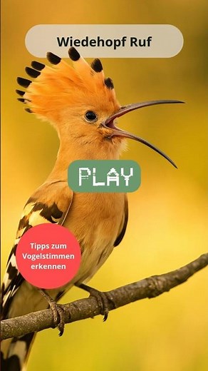 🐦 Wiedehopf Ruf – Vogelstimmen erkennen & seltene Vögel bestimmen