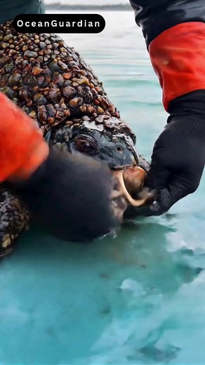 Heartwarming Sea Turtle Rescue from Painful Barnacles