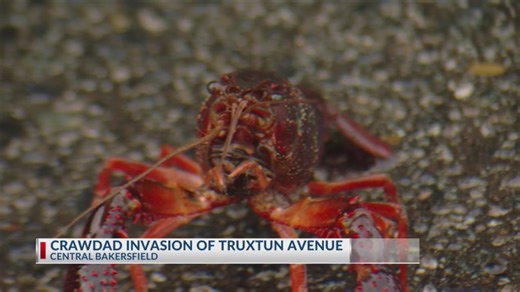 Crustacean Invasion: Crawdad migration near Truxtun Avenue could be searching for new homes, food or mates