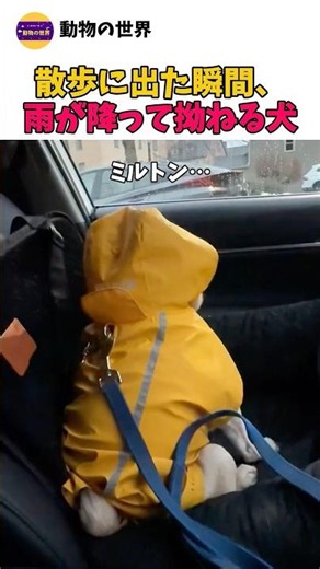 散歩に出た瞬間、雨が降って拗ねる犬