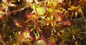 Drosera Rotundifolia Round-leaved Sundew Common Sundew Stock Footage Video (100% Royalty-free) 1071898885 | Shutterstock