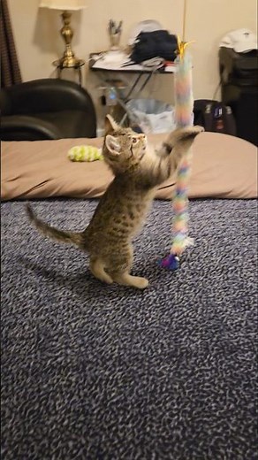 Cute 2 Month Old Kitten Loves To Play! 🐈