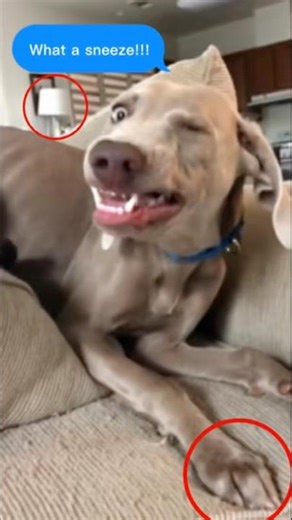 Dogs sneezing funny moments #shorts #viralvideo