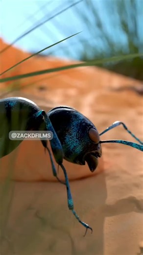 How a Killer Ant Becomes a Queen