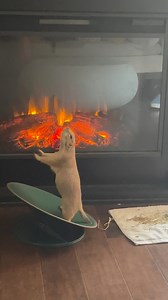 142K views · 5.5K reactions | Poppyyyy! WAHOOO!!! Compilation | Poppy the Prairie Dog | Facebook