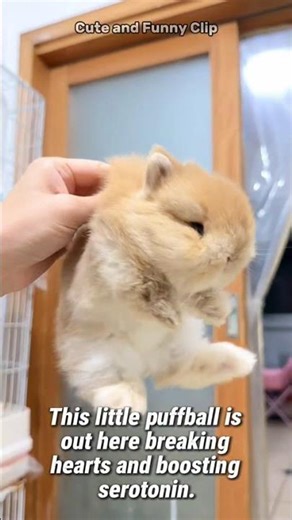 POV: You Found the Fluffiest Baby Bunny on the Internet! 🐰☁️