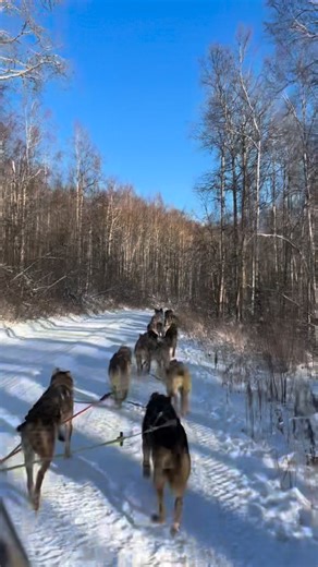 Part of being a dog musher is learning to stay calm and problem solve when s@&! inevitably hits the fan. Today was one of those days. We were heading out on a camping trip. Fuel topped off, oil checked, lots of camping stuff packed for the dogs. About an hour into our first run I managed to pop not just one, but both my front tires. We got turned around and headed for home but before to long I was running on the rims and the tires were coming off. Thankfully our awesome handlers James and Olivia