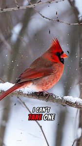 “Cardinal Bird Beauty Caught on Camera – A Rare Close-Up Moment!” #redcardinal #CardinalBird #NorthernCardinal #RedCardinal #BackyardBirds #BirdWatching #BeautifulBirds #NatureLovers #BirdPhotography #WildlifePhotos #USAWildlife | Cardinal fans page