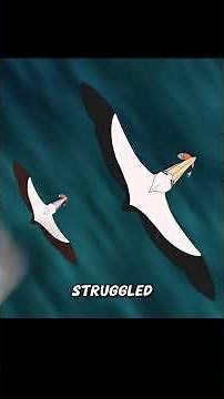 This little pelican was so lazy, #cartoon #animation #animated #funny