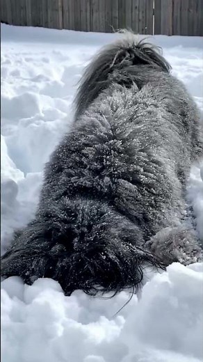 Bouvier des Flandres - Dog Breed | Animals Breeds #animalshorts #dogbreed #shortvideo #doglovers