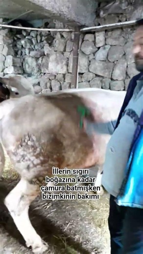 Yorumlarda buluşalım 😢 #çiftçi #kurbanlık