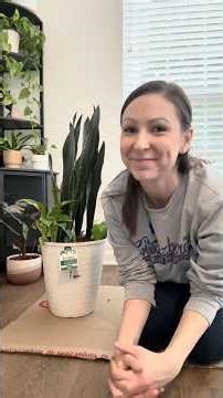 Repotting a Lowe’s discount indoor plant pot. 6 plants for $20!!!!