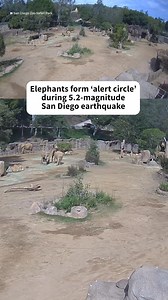 16M views · 299K reactions | The behavior is a “natural response to perceived threats that helps protect younger elephants and the herd as a whole,” San Diego Zoo Safari Park shared. : San Diego Zoo Safari Park | Today Show | Facebook