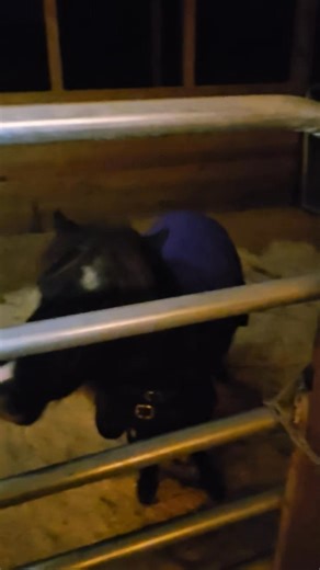 All tucked in ❤️ stay warm friends!!! | Triple H Ranch Bonifay