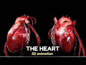 THE HEART - 3D animation video #cardiology