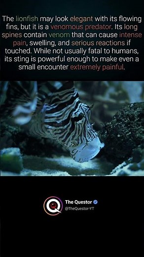The Lion fish #intrestingfacts #facts