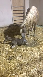 1.8K views · 465 reactions | Happy Birthday Pegasus﫶拾朗 | Sunshine Stables | Facebook