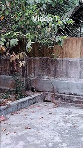 Snake vs mongoose and Cat full video #video