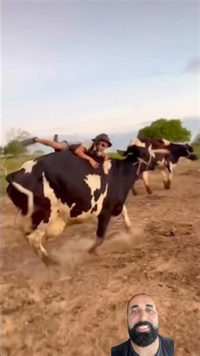 #cattle #rancher #farm #cowboys #countrylife #agriculture #rodeo #countrywise #bull