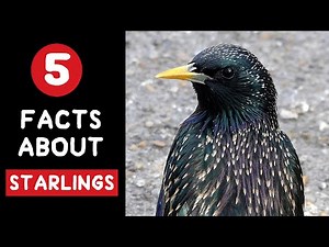 Five facts about Starlings: and an unusual talent