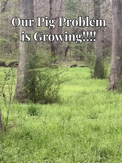 Our Pig Problem is Growing!!!! #wildhogs #mamasow #piglets #toomanypigs
