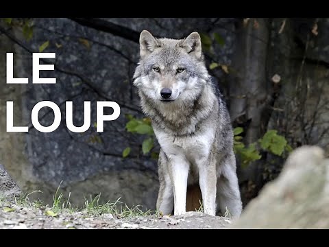 Le loup (documentaire)