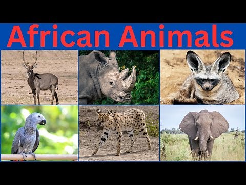 African Animals | African Forest Animals | African wild Animals