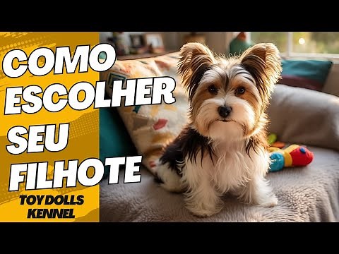 Como escolher seu filhote de Biewer ou Yorkshire. Cuidados que devem ter. Toy Dolls Kennel responde.