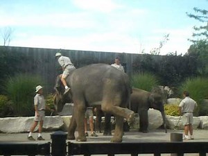 How To Mount An Elephant