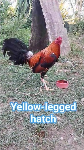 Yellow-legged hatch #sweter #red #birds #chicken #helpmemakethismakesense