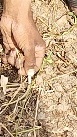 बिस्कोपड़ा को पकड़ लिया ह#michelinpower #bestyoutub creatorreviews #villagelife #youtuberlife #vlog