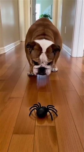 Bulldog's Epic Spider Moonwalk! 😂🕷️