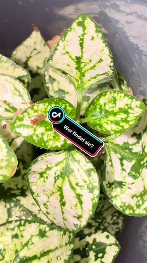 Hasarius adansoni (Gewächshausspringspinne) Mal keine Phidippus regius 😅🕷️ Home-of-Insects Dein Wirbellosen-Spezialist aus Erfurt, mit über 145qm Ladenfläche. Home-of-Insects in der Haarbergstr. 47 / Haus 1, 99097 Erfurt Unsere Öffnungszeiten: Mo: Geschlossen Di: 10-18:00 Uhr Mi: 10-18:00 Uhr Do: Geschlossen Fr: 10-19 Uhr Sa: 10-16 Uhr Tel.: 0361-55088931 Du kannst dich über die größte Auswahl an Wirbellosen-Tieren in Thüringen freuen. Wir sind online sowie offline für Dich da Wir bieten neben