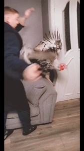 7.6M views · 74K reactions | When You Get A Real Turkey Prank I could not miss out on winding him up again Christmas Prank | Martin and Bex | Facebook
