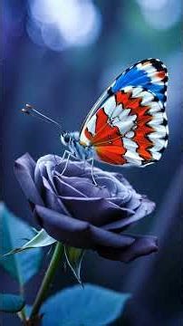 Butterflies Dancing in the Sunlight #nature #wildlens #animals