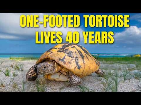 Rescued Pet Tortoise Survives on Just One Foot for 40 Years!