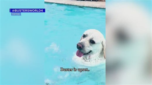 50K views · 469 reactions | "Buster the Bad Dog" is becoming an internet sensation for his swimming pool antics. "NewsNation Prime" talks to his owner about the lab, which can't stay out of the water. | NewsNation | Facebook