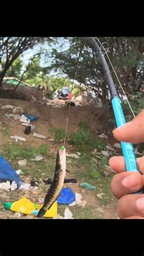snakehead live strike #fishing #snakehead #fish