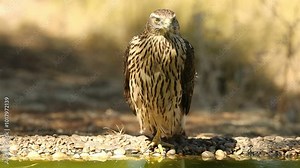 Young male Northern goshawk at a water point within a Mediterranean forest of oaks and pines with the last light of a summer day