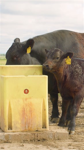 New calves come with some extra work. One thing you don’t have to worry about? Water. Ritchie’s got it handled for you from day one. | Ritchie Automatic Waterers